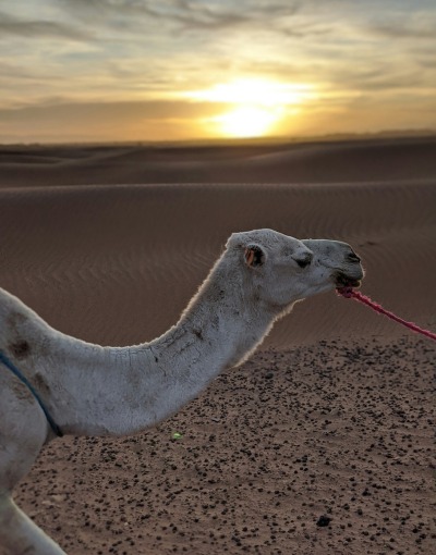 2-Day Morocco Desert Tour – Fes to Marrakech via Sahara (2)