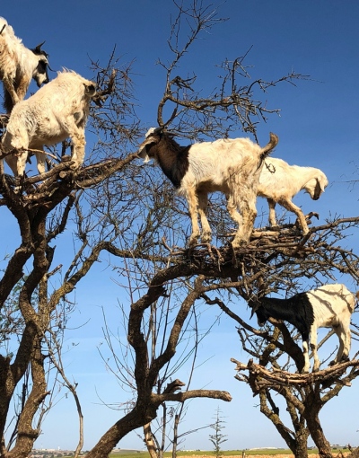 3-day desert tour from agadir to merzouga (3)