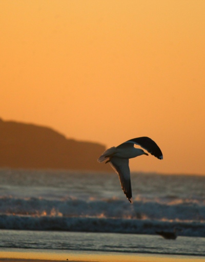 Day Trip from Marrakech to Essaouira (4)