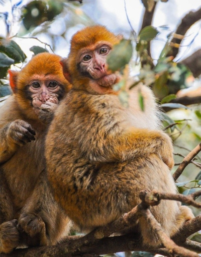 22 Days Morocco Grand Tour (6)