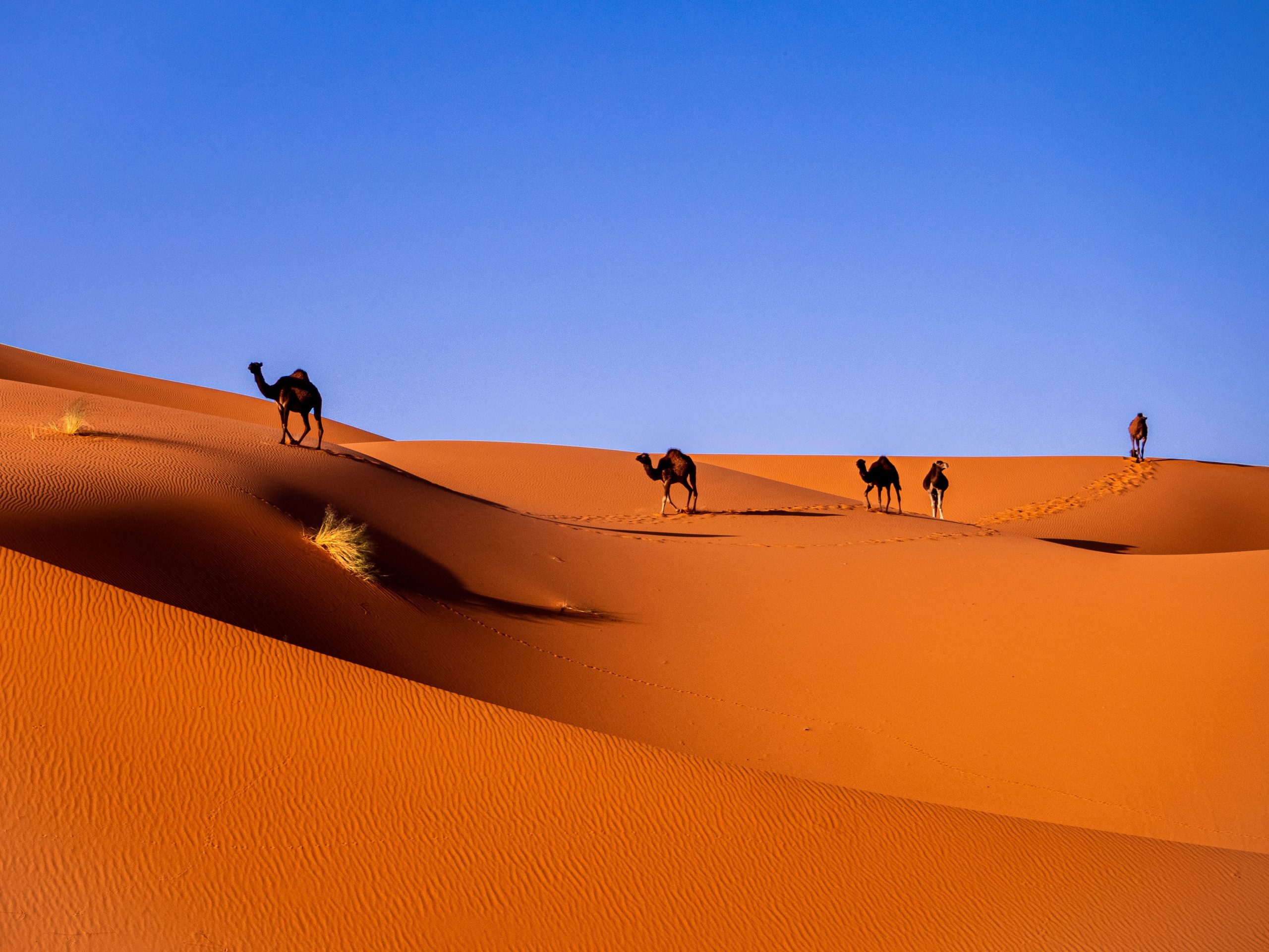 Desert Morocco