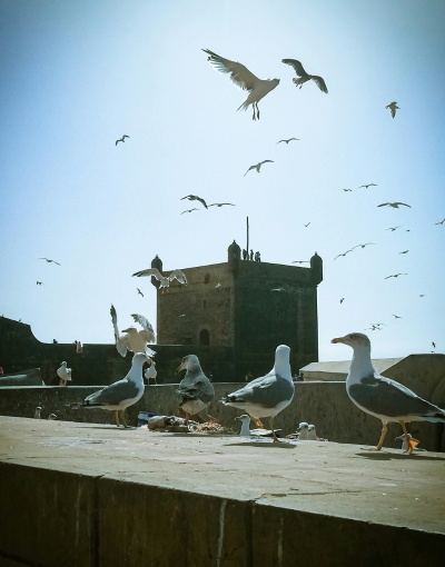 17-Day Morocco Tour-Marrakech, Sahara Desert & More Adventures (8)