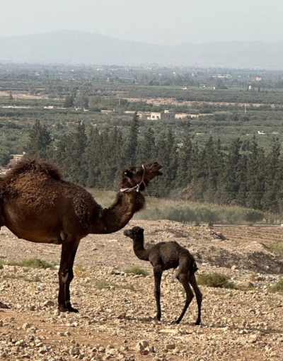 Agafay Sahara magical sunset guided Tour from Marrakech (6)